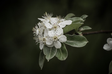 Apple tree flower blossoming at spring time, floral vintage background