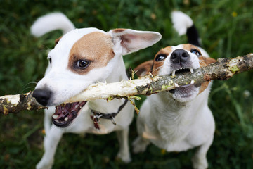 Two jack russells fight over stick on the grass in the park