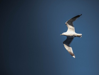 Flying gull
