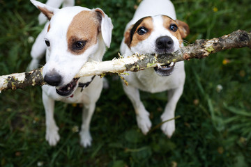 Two jack russells fight over stick on the grass in the park