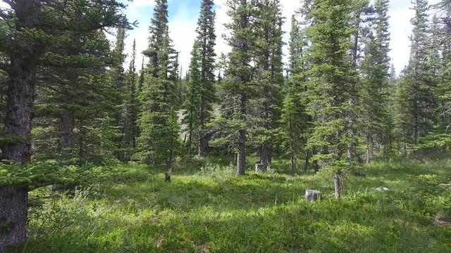 Walking through the forest near the mountains in late spring early summer near Calgary Alberta Canada