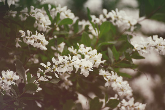 White flowers blossoming in spring time, natural vintage background © Roxana