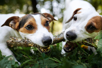 Two jack russells fight over stick on the grass in the park