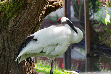 grue à couronne rouge