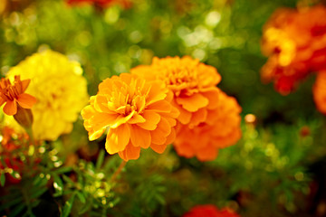 beautiful delicate yellow-orange flowers