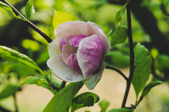 Fototapeta Blossoming of magnolia pink flower with leaves in spring time, floral seasonal background