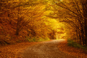 Beautiful sunny autumn landscape with fallen dry red leaves, road through the forest and yellow trees