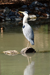 héron cendré sur l’eau