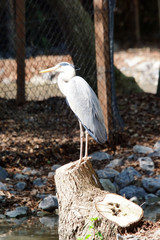 Héron cendré sur un tronc d’arbre