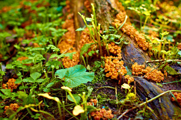 many mushrooms grow on the tree