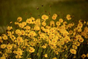 Obraz premium Rudbekia flowers field, blossoming at summer time, floral background