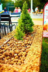fir tree in the pot