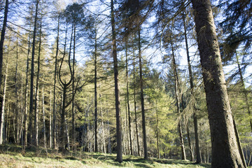 Obraz premium Trees and Blue Sky in the Evening