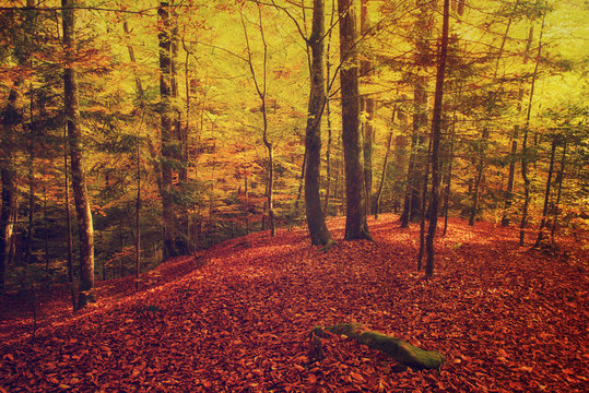Beautiful vintage autumn landscape with fallen dry red maple leaves in beech forest