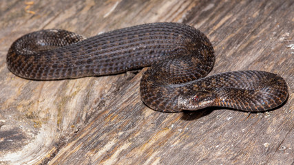 Northern Viper