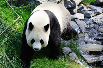 panda marche sur rochers