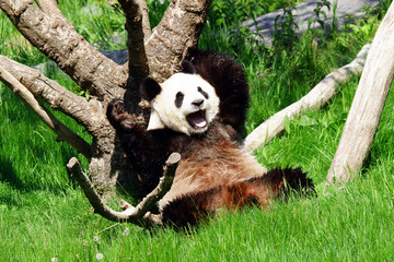 Panda en train de bailler 