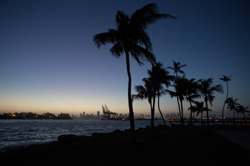 Obraz premium city of Miami with palm trees