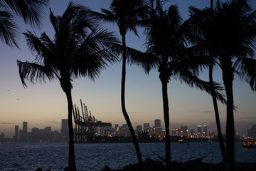 Fototapeta na wymiar city of Miami with palm trees