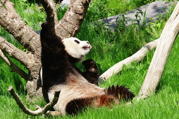 Obraz premium panda géant se gratte à un arbre