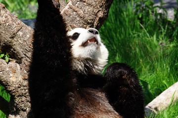 panda en train de jouer