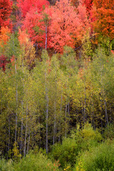 Naklejki  Jesienna brzoza z kolorowymi liśćmi i białym pniem