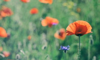 Red poppy flowers blooming in the green grass field, floral natural spring background, can be used as image for remembrance and reconciliation day