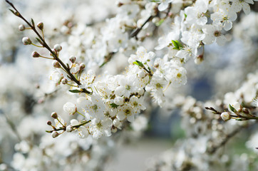 Blossoming of the apricot tree in spring time with white beautiful flowers. Macro image with copy space. Natural seasonal background.