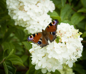 Motyl i kwiat  © kamil