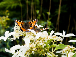 Motyle i kwiat  © kamil