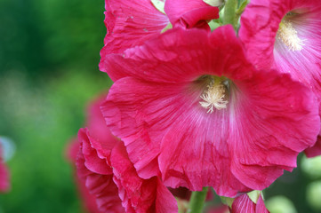 beautiful pink inflorescences