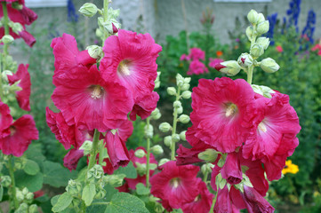 beautiful pink inflorescences