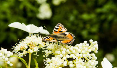 Motyle i kwiat  © kamil