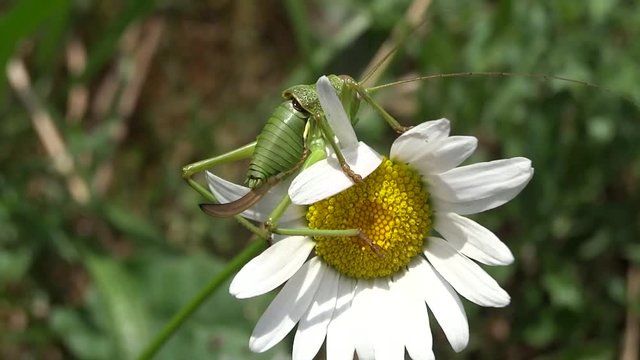 Sauterelle sur fleur.