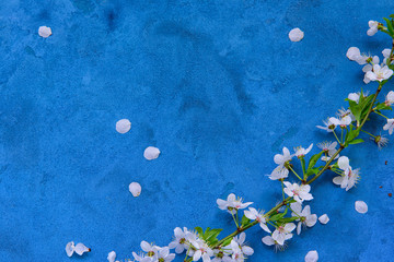 Fototapeta na wymiar White apricot spring flowers on the grunge dark blue background with copyspace. Seasonal and greeting concept.