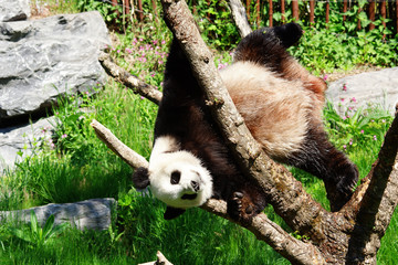 Obraz premium Panda à l'envers dans un arbre