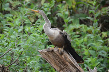 A snake bird on a tree.