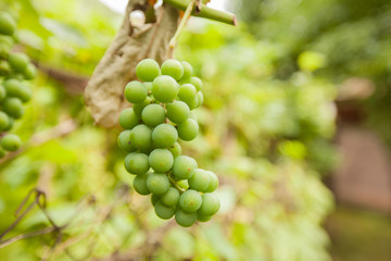 unripe green grapes