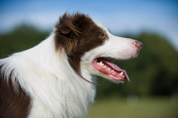 Hechelnder Border Collie