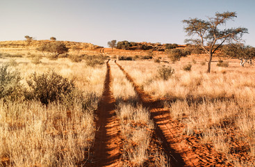 Kalahari path - obrazy, fototapety, plakaty