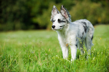 Border Collie Welpe steht in einer Wiese