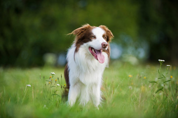 Border Collie Rüde steht in einer Blumenwiese