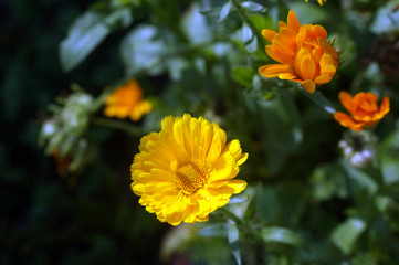 bright yellow wildflowers