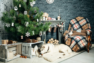 dog husky new year winter tree