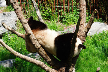 Obraz premium Panda géant en train de jouer dans un petit arbre