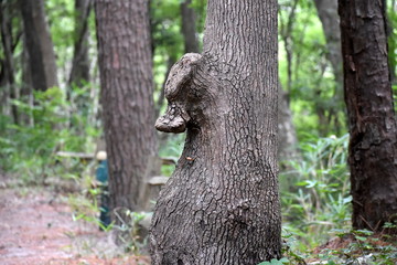 Odd tree shapes: seahorse tree in Nags Head Woods