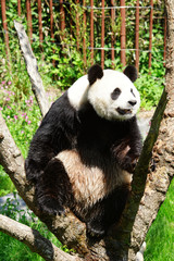 Obraz na płótnie Canvas Panda géant sur un arbre