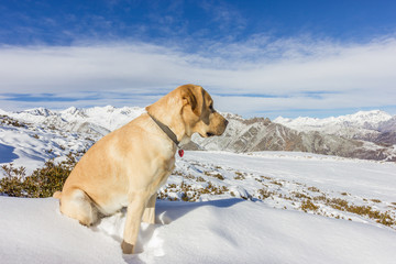 labrador nella neve