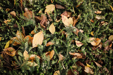 Autumn natural seasonal background with leaves and moss, vintage hipster image