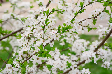 Blossoming of cherry flowers in spring time, natural seasonal floral background